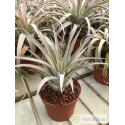 Tillandsia zacapanensis x capitata