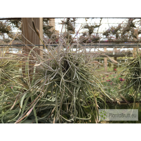 Tillandsia recurvata clumb