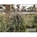 Tillandsia recurvata clumb