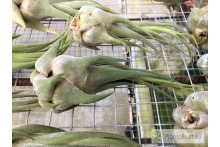 Tillandsia seleriana M