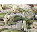 Tillandsia seleriana M