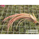 Tillandsia fasciculata x ionantha