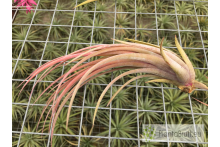 Tillandsia fasciculata x ionantha