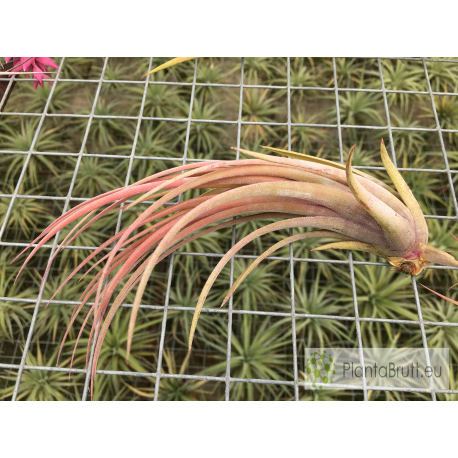 Tillandsia fasciculata x ionantha