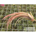 Tillandsia fasciculata x ionantha