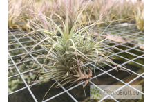 Tillandsia heteromorpha