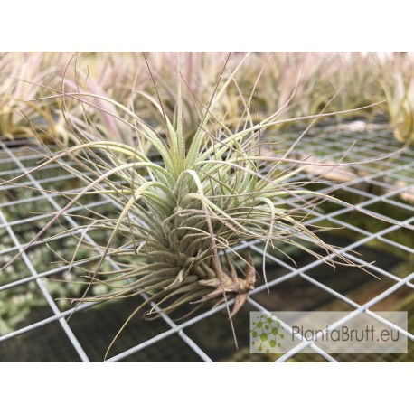 Tillandsia heteromorpha