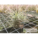 Tillandsia heteromorpha