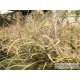 Tillandsia incarnata