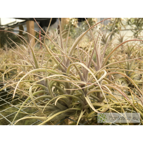 Tillandsia incarnata