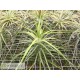 Tillandsia caulescens