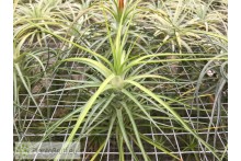 Tillandsia caulescens