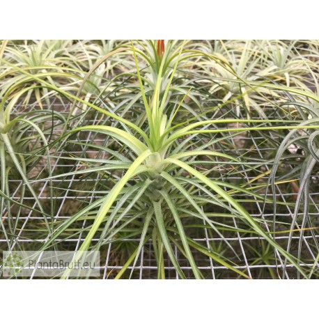 Tillandsia caulescens