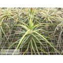 Tillandsia caulescens