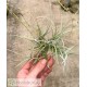 Tillandsia caliginosa x mallemontii