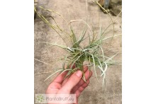 Tillandsia caliginosa x mallemontii