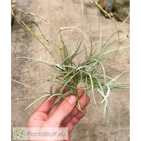 Tillandsia caliginosa x mallemontii