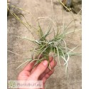 Tillandsia caliginosa x mallemontii