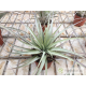 Tillandsia tomasellii