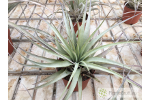 Tillandsia tomasellii