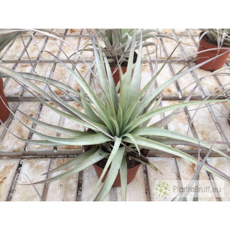 Tillandsia tomasellii