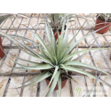 Tillandsia tomasellii