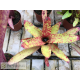 Neoregelia Heart of Blood 