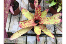 Neoregelia Heart of Blood 