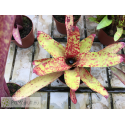 Neoregelia Heart of Blood