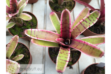 Neoregelia Thriller
