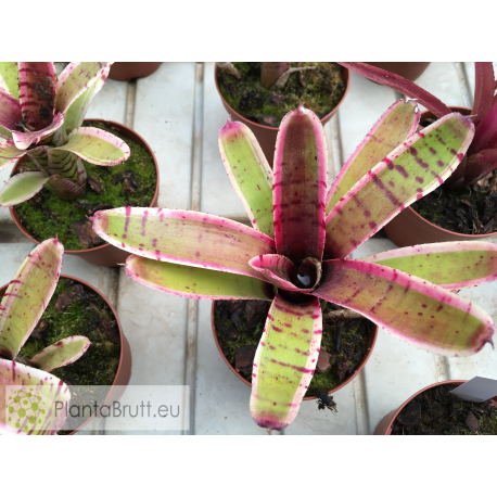 Neoregelia Thriller