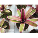 Neoregelia Thriller
