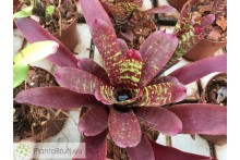 Neoregelia Pheasant