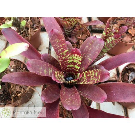Neoregelia Pheasant