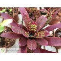 Neoregelia Pheasant
