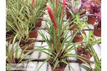 Vriesea lubbersii Hybrid
