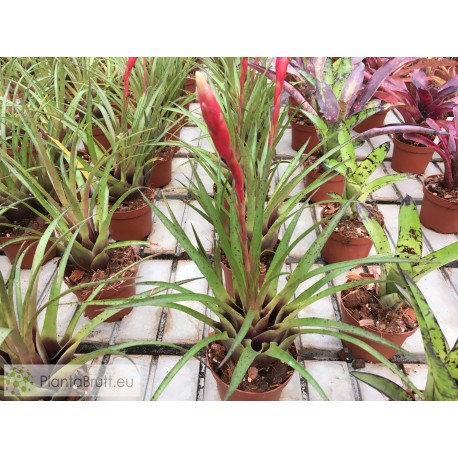 Vriesea lubbersii Hybrid