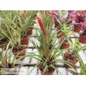 Vriesea lubbersii Hybrid