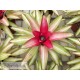 Neoregelia Picolo