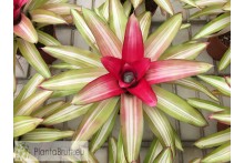 Neoregelia Picolo
