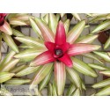 Neoregelia Picolo