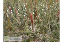 Tillandsia schiedeana var. minor
