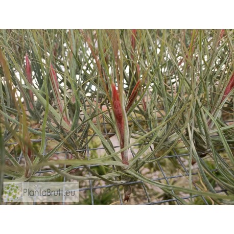 Tillandsia schiedeana var. minor