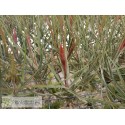 Tillandsia schiedeana var. minor