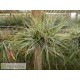 Tillandsia schiedeana var. minor clumb