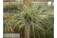 Tillandsia schiedeana var. minor clumb