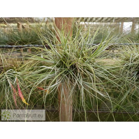 Tillandsia schiedeana var. minor clumb