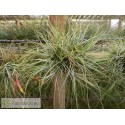 Tillandsia schiedeana var. minor clumb