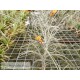 Tillandsia crocata x mallemontii