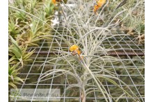 Tillandsia crocata x mallemontii